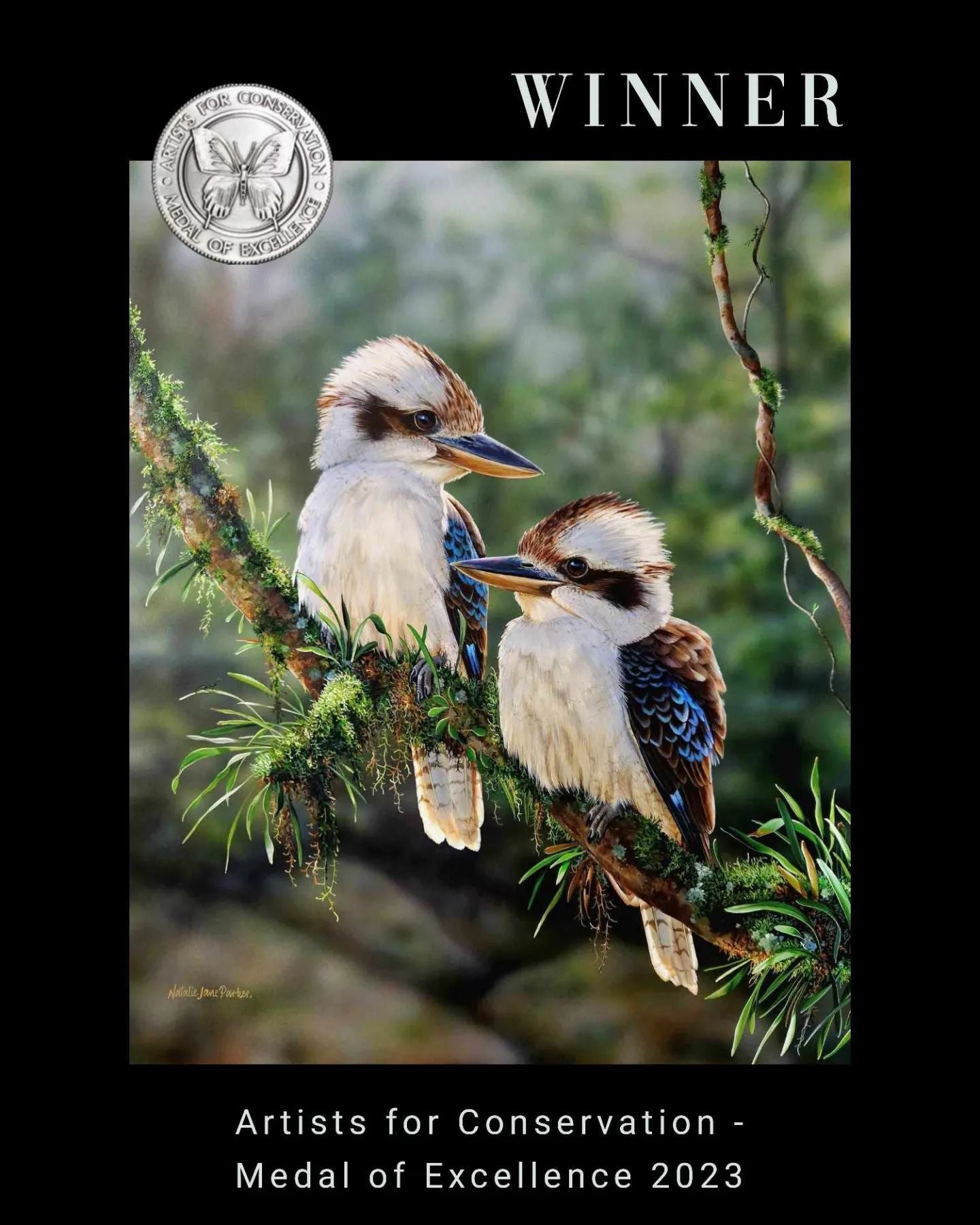 Rainforest Glow - Laughing Kookaburras (Dacelo novaeguineae)