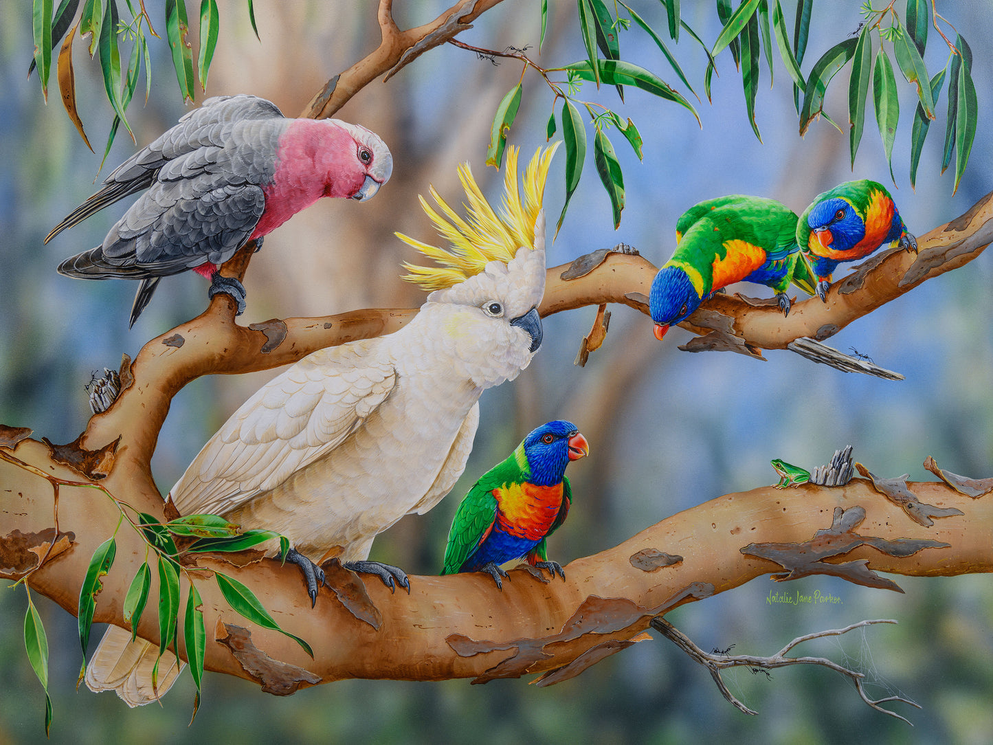 Galahs with Sulphur-crested Cockatoo, Rainbow Lorikeets and Eastern Dwarf Tree Frog - Titled "Colourful Crowd"