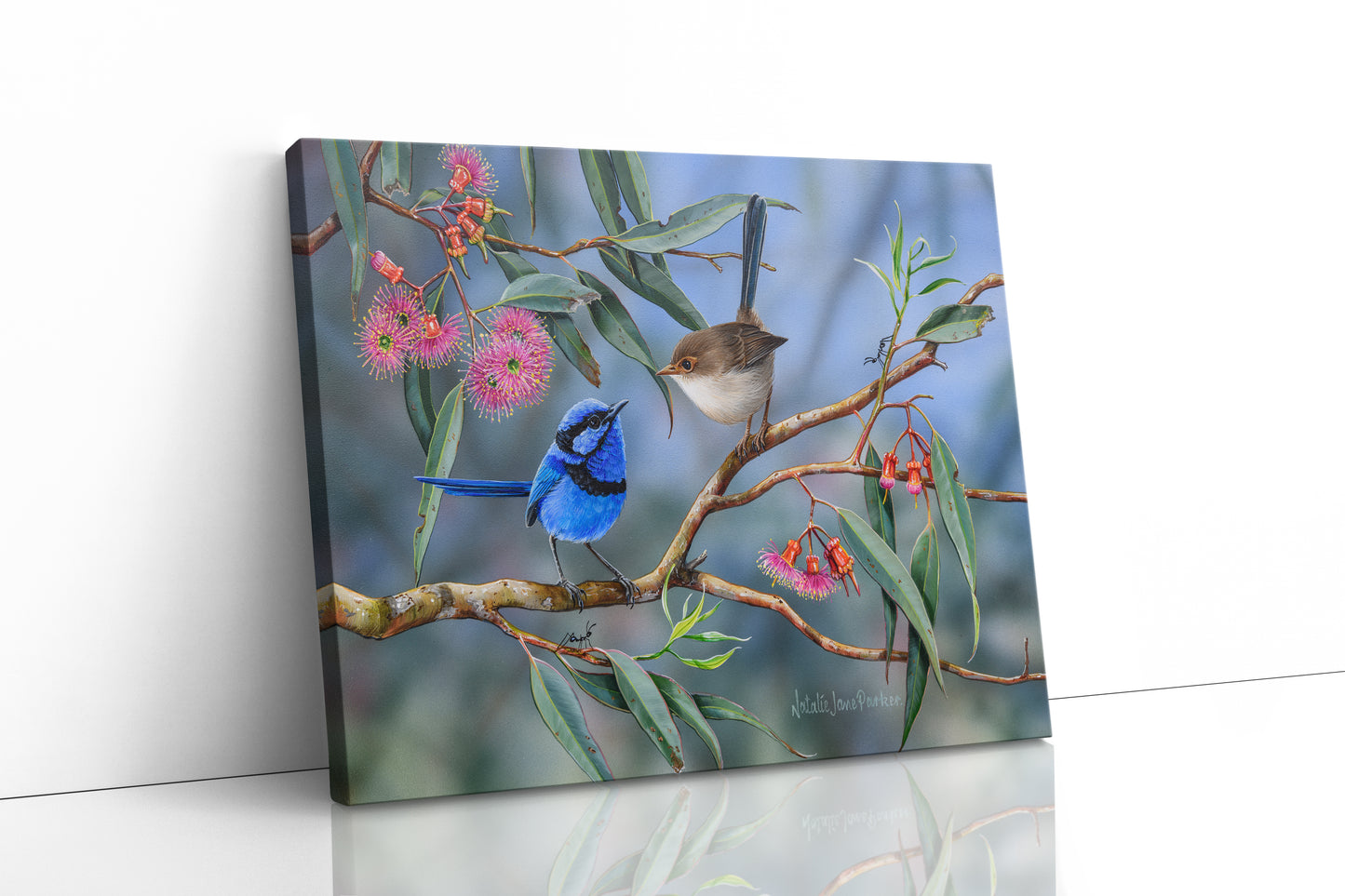 Splendid Fairy-wren (blue wren) - Titled "Coral Gum Attraction"