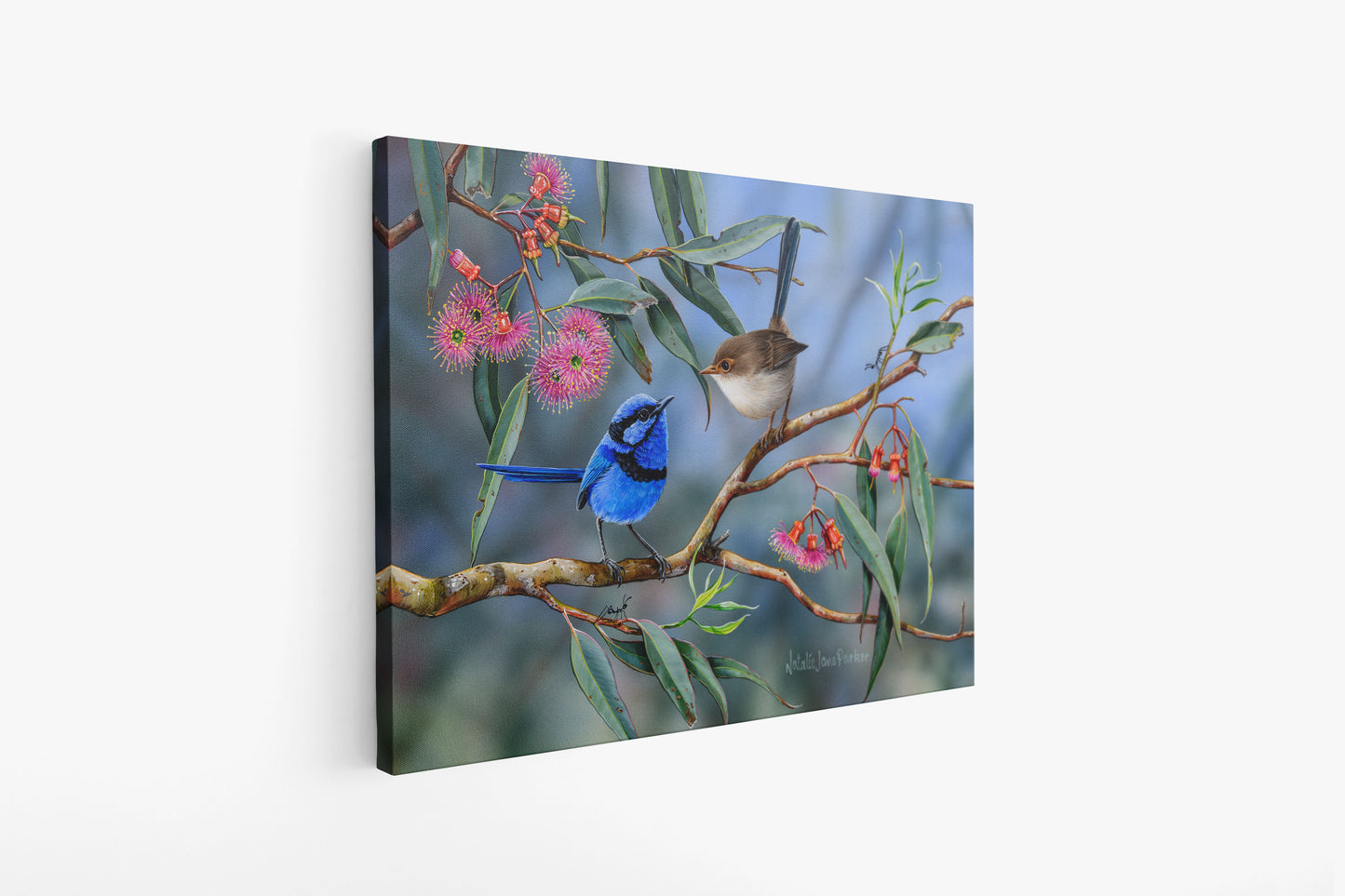 Splendid Fairy-wren (blue wren) - Titled "Coral Gum Attraction"