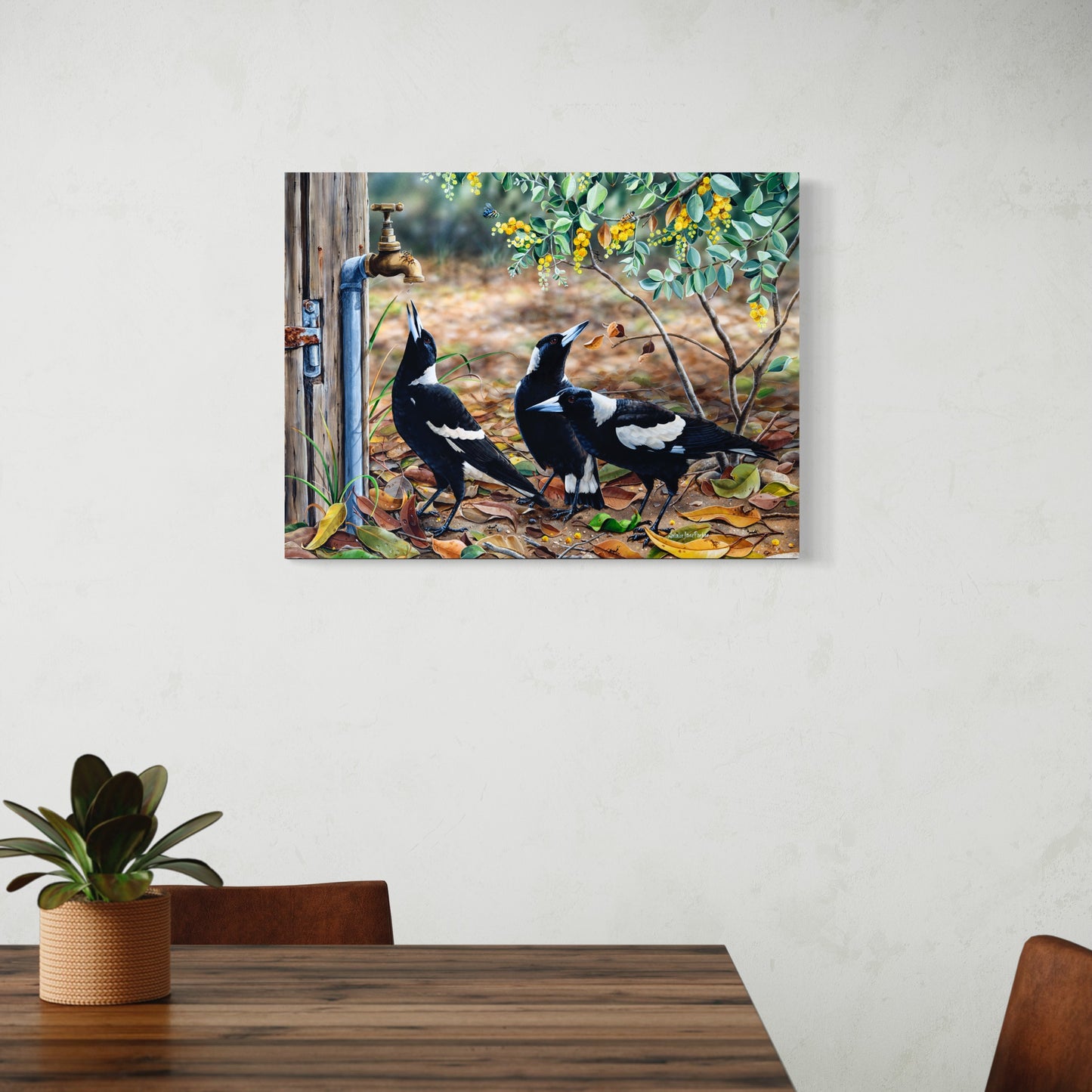 Australian Magpies in Wattle - Titled "Waiting for my turn"