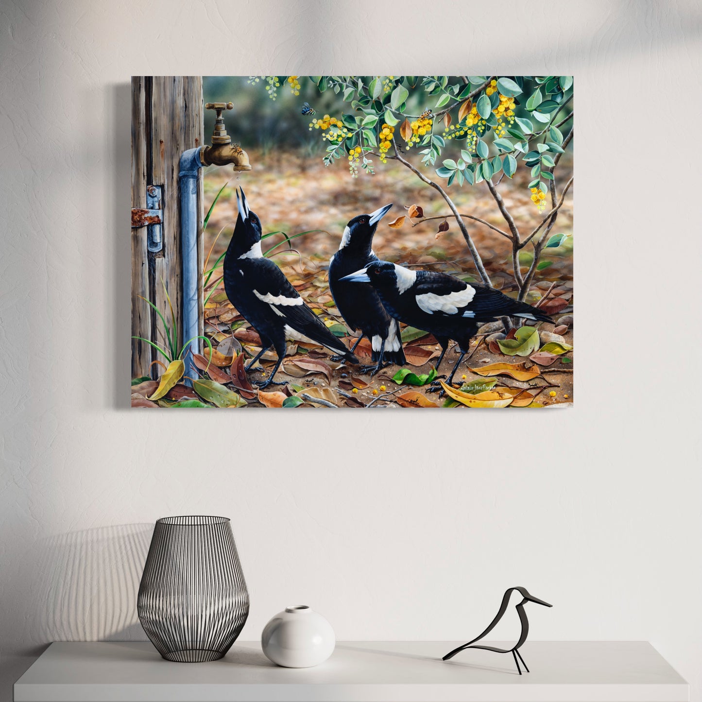 Australian Magpies in Wattle - Titled "Waiting for my turn"