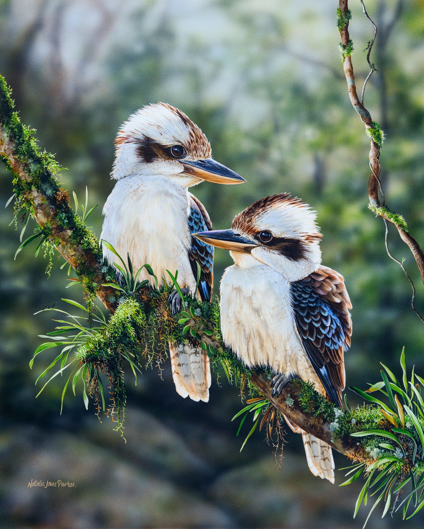 Rainforest Glow - Laughing Kookaburras (Dacelo novaeguineae)