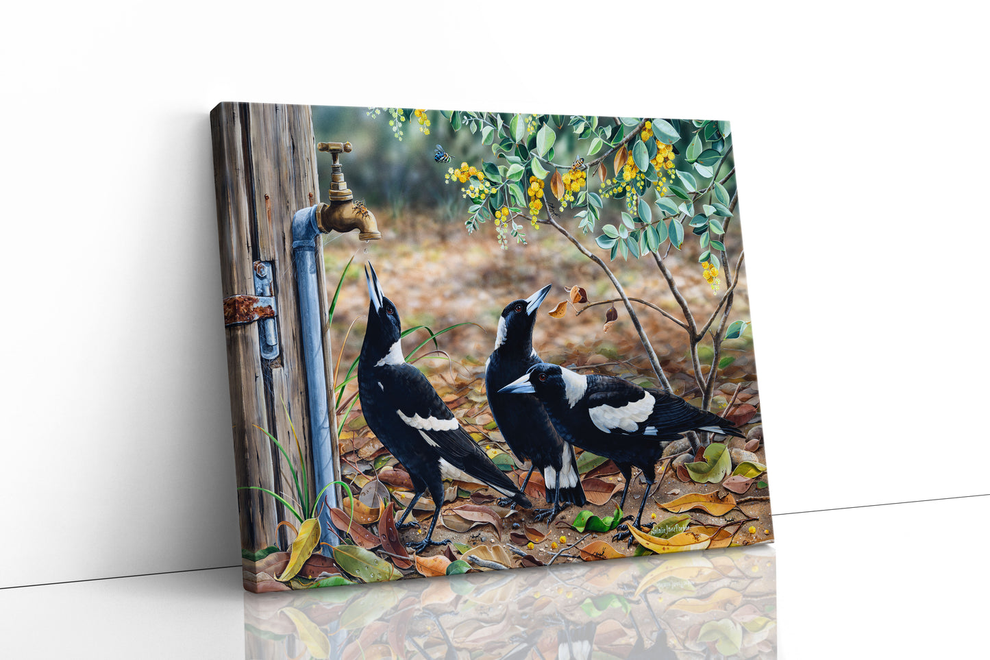 Australian Magpies in Wattle - Titled "Waiting for my turn"