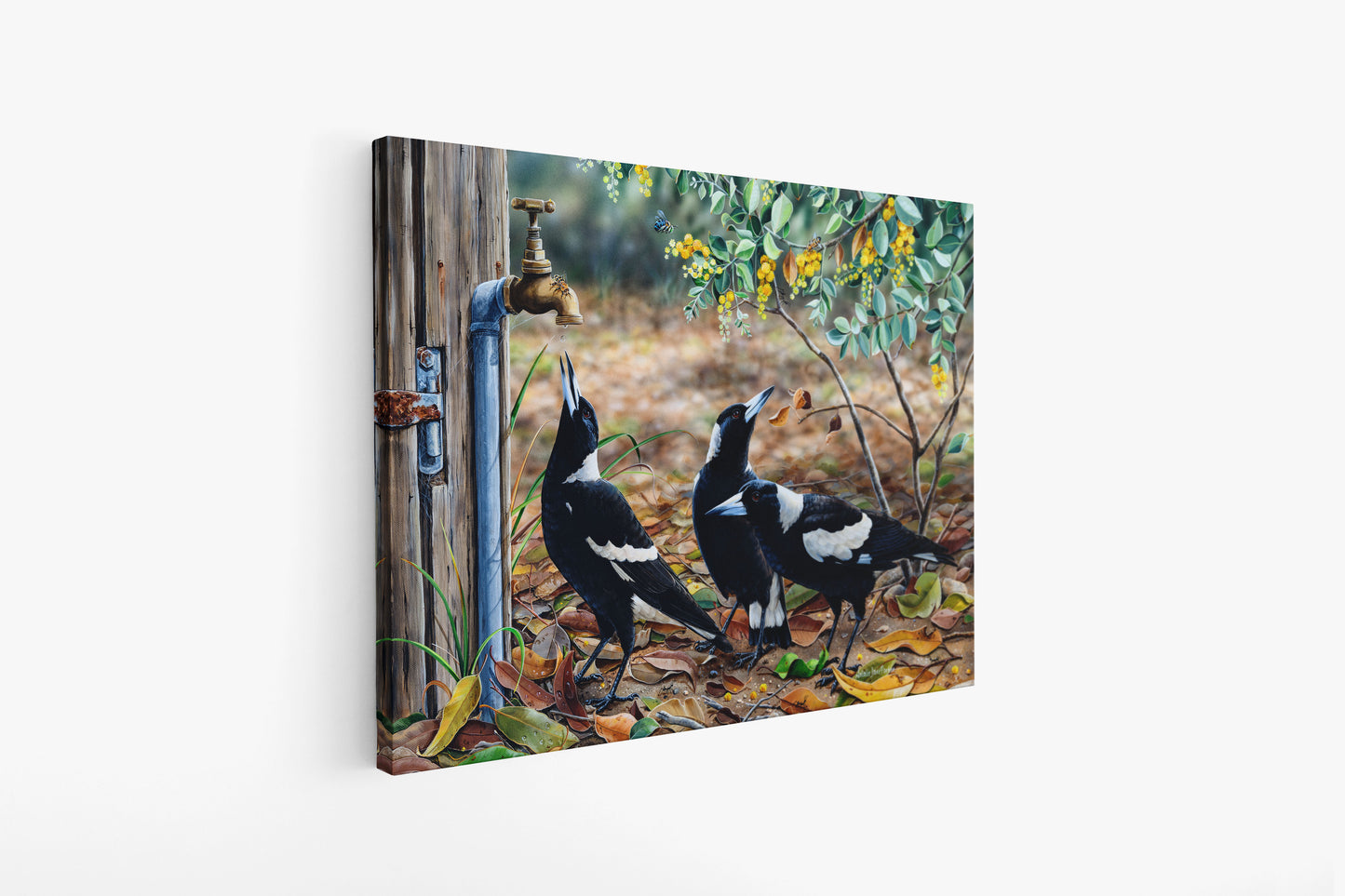 Australian Magpies in Wattle - Titled "Waiting for my turn"